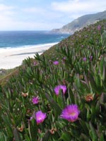 Ice plant in Big Sur