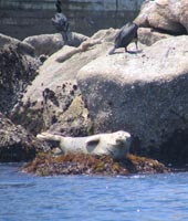 Harbor seal