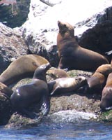 Sea lions