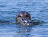 Mama and baby harbor seals