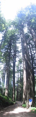 Jeff Weekley & Redwoods