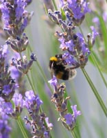 Bumble bee on Mt. Uetliburg