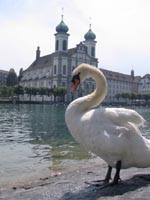 Swan in Lucerne