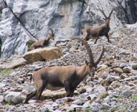 Mountain goats on Mt. Pilatus