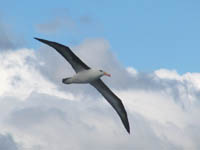 Albatross
